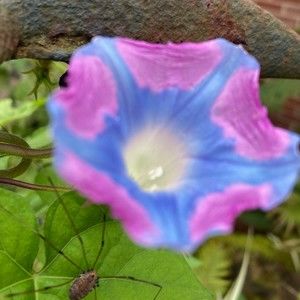 Meet your Posher, Mikki